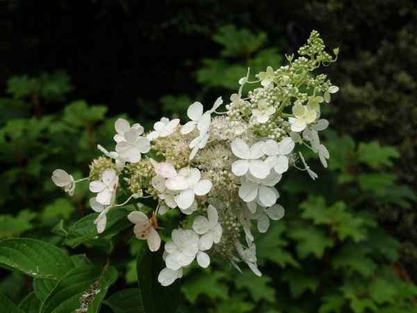 Описание и выращивание метельчатой гортензии Тардива