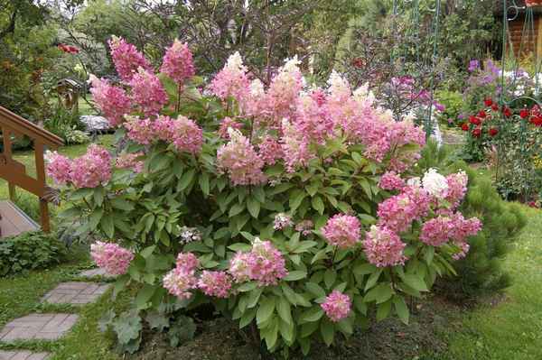 Описание и посадка метельчатой гортензии Пинки Винки