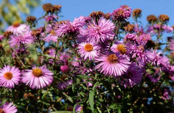 Важные правила по уходу за октябринками, которое заставит их цвести шарами