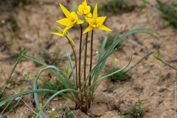 Описание и особенности выращивания тюльпана Биберштейна