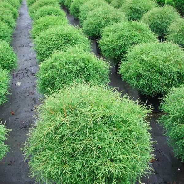 Описание туи западной Мистер Боулинг Болл, посадка и уход за деревом