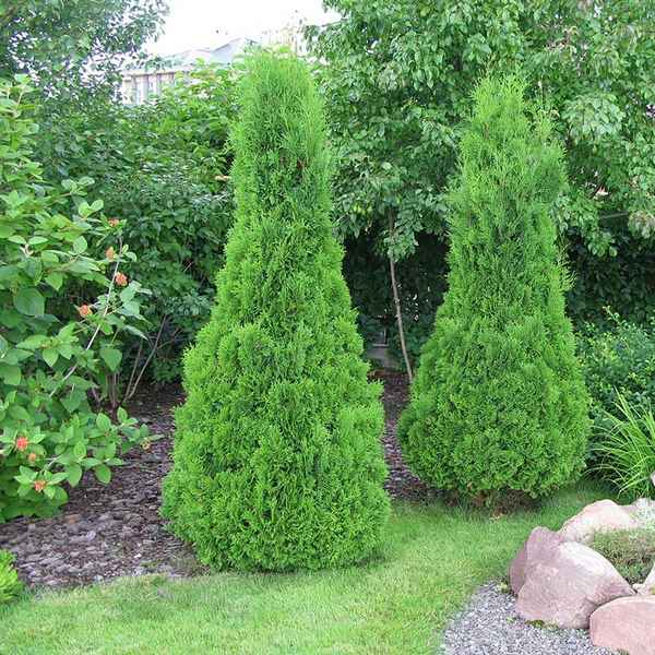 Описание туи западной сорта Холмструп, посадка и уход