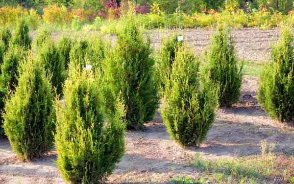 Описание туи западной Ауреоспиката, её посадка и уход