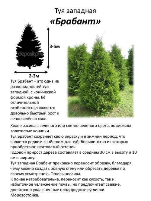 Описание и особенности туи западной Бpaбант, посадка и уход за ней