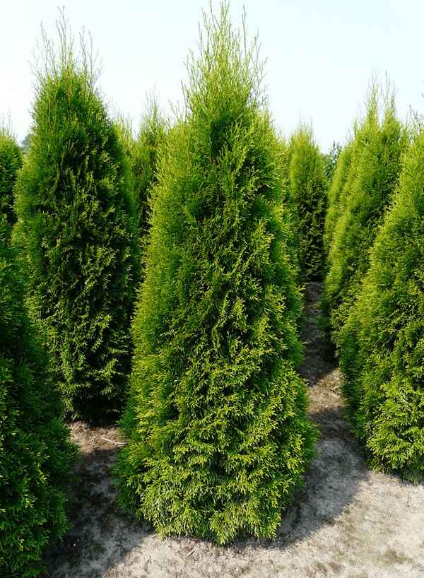 Описание туи западной Зматлик, её посадка и уход