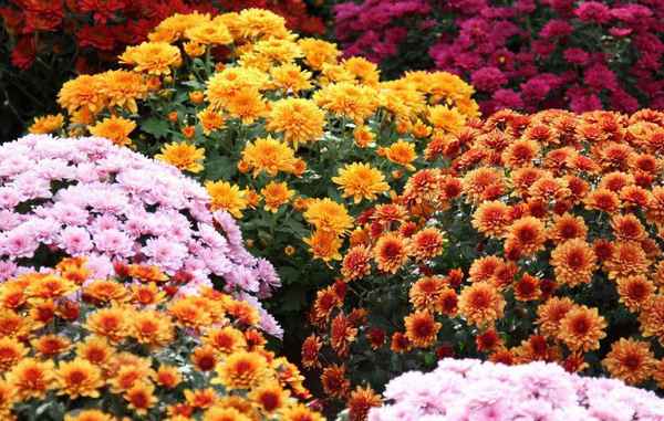 Спасение для опустевших осенних клумб! Яркие цветы, которые цветут в ноябре