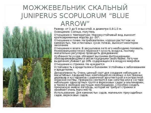 Описание можжевельника Блю Эрроу, посадка и уход