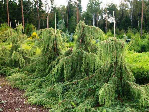 Описание можжевельника Хорстманн, посадка и уход