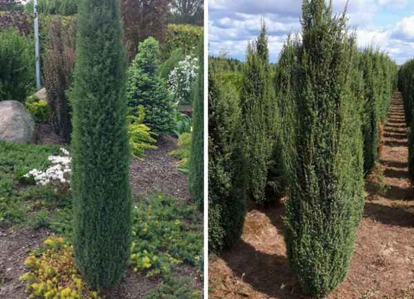 Описание можжевельника Арнольд, посадка и уход