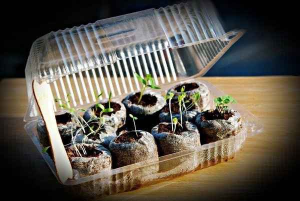 Не пропустите! Эти цветы нужно успеть посеять в январе