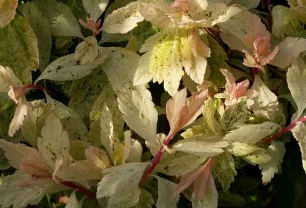 Спирея: болезни и вредители, лечение и профилактика