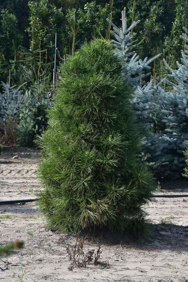 Фото и описание чёрной сосны Спилберг
