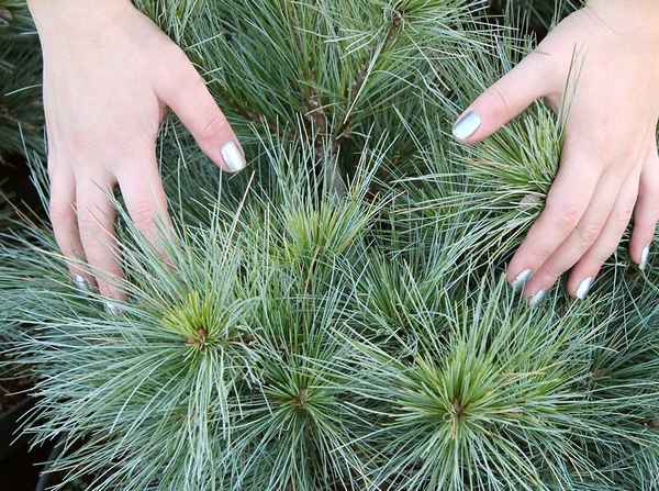 Описание и хаpaктеристика сосны веймутовой Блю Шег
