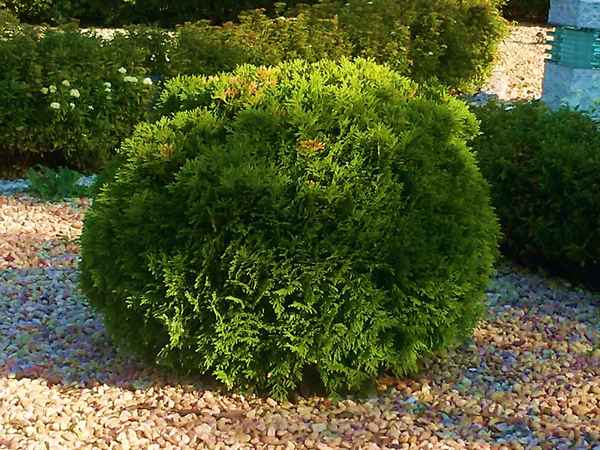 Туя западная сорта Даника: посадка, уход и применение