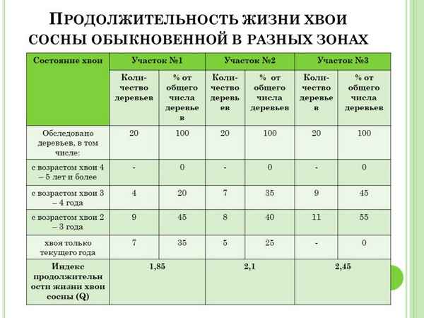 Продолжительность жизни сосны