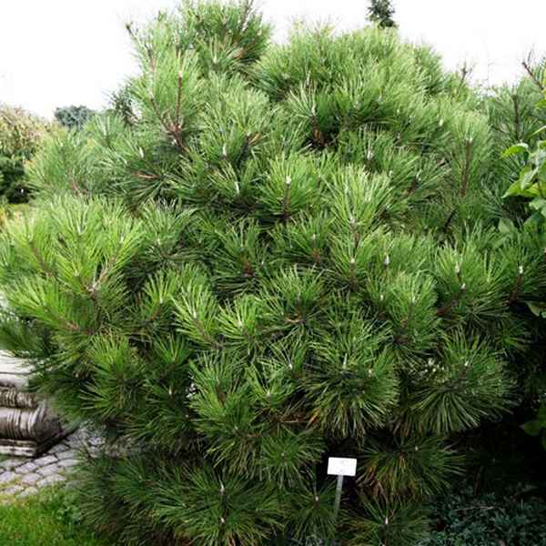 Фото и описание чёрной сосны Нана