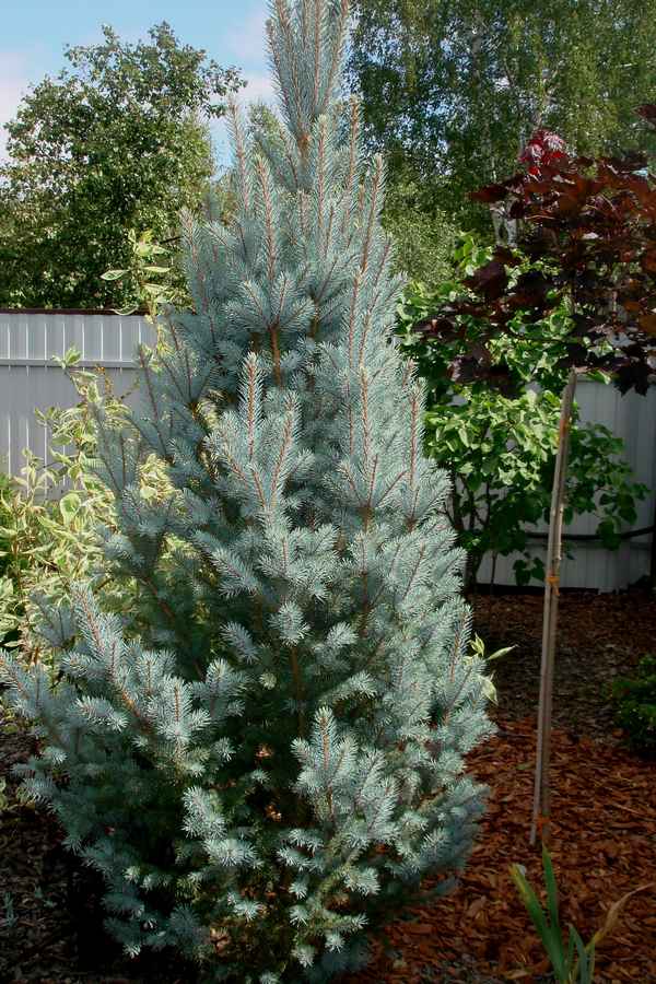 Описание ели Изели Фастигиата, её посадка и уход