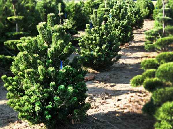 Хаpaктеристики чёрной сосны Орегон Грин