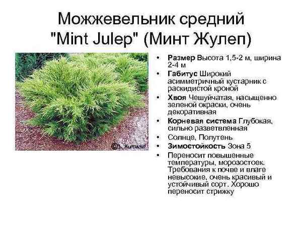 Описание можжевельника Минт Джулеп, посадка и уход