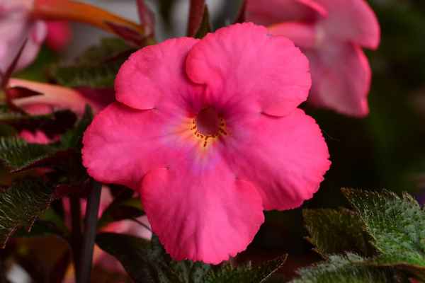 Сорта ахименеса и их описание, уход и выращивание