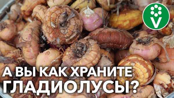 Ни одна луковица не пропадет! Все гладиолусы сохранятся при таком способе уборки и хранения