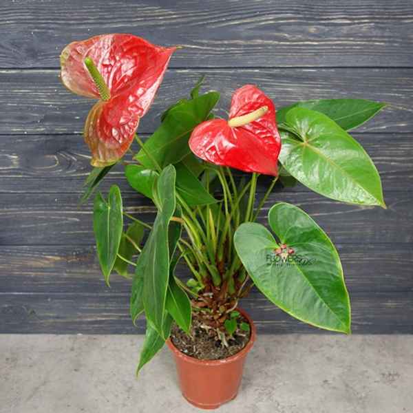 Особенности выращивания антуриумов в домашних условиях