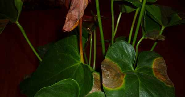 Почему у антуриума сохнут листья и какими способами можно спасти растение?