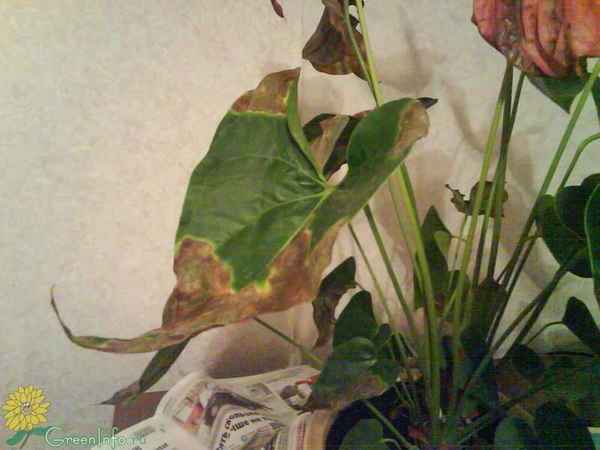 Что делать, если у антуриума чернеют листья?