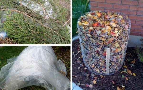 Как укрыть гортензию, чтобы она успешно перезимовала?