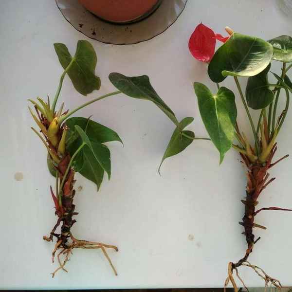 Как правильно пересадить антуриум в домашних условиях?