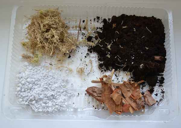 Почва для антуриума: как выбрать и приготовить самостоятельно