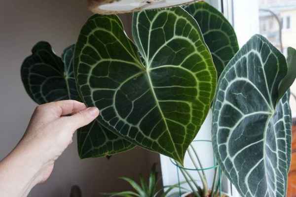 Антуриум хрустальный: уход в домашних условиях