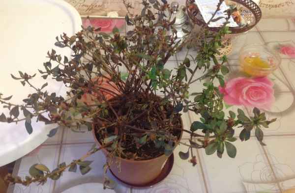 Азалия сбрасывает листья: как лечить растение?