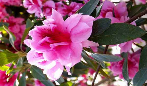 Азалия индийская: особенности ухода в домашних условиях