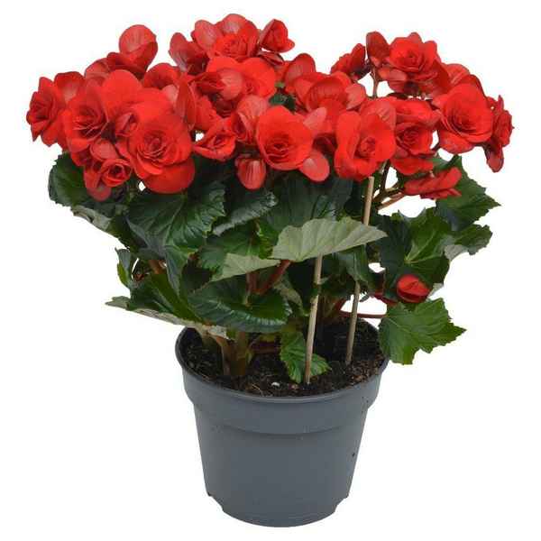 Бегония красная: выращивание и уход в домашних условиях