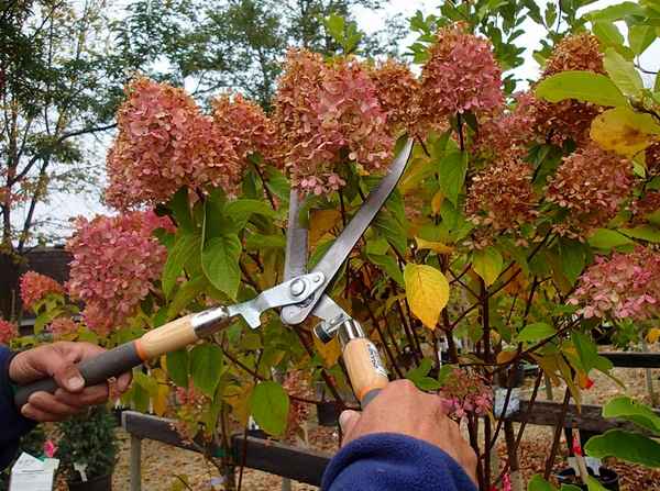 Сделайте так с гортензией осенью и от цветущих цветов не будет отбоя