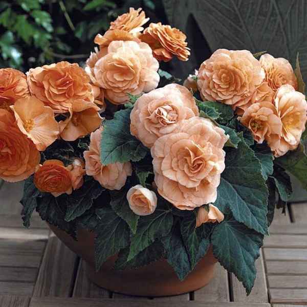 Бегония махровая: выращивание и уход в домашних условиях