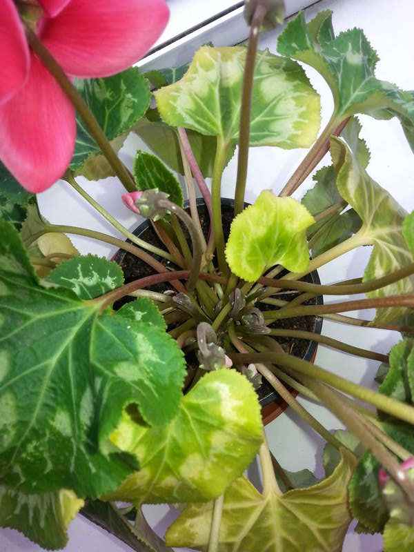 Почему у цикламена желтеют листья