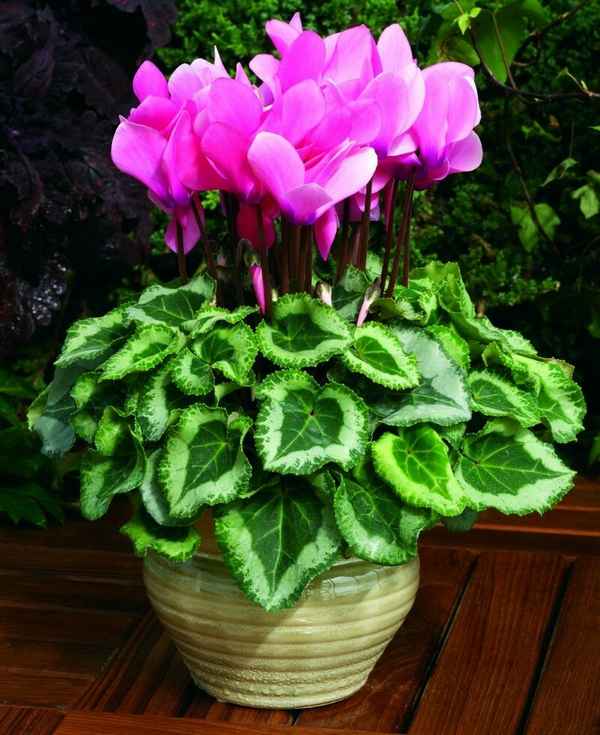 Цикламен персидский: уход в домашних условиях