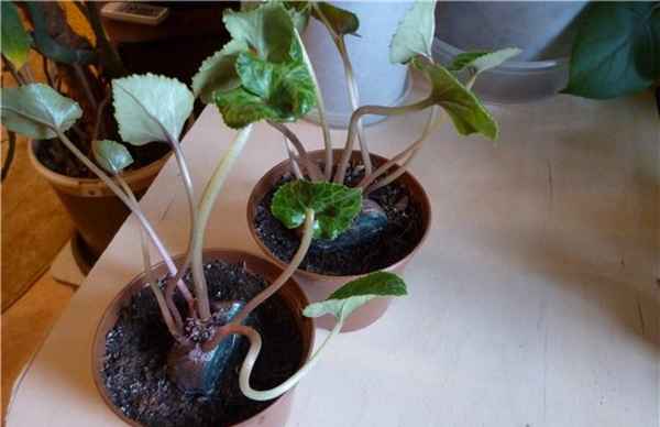 Способы размножения цикламена дома