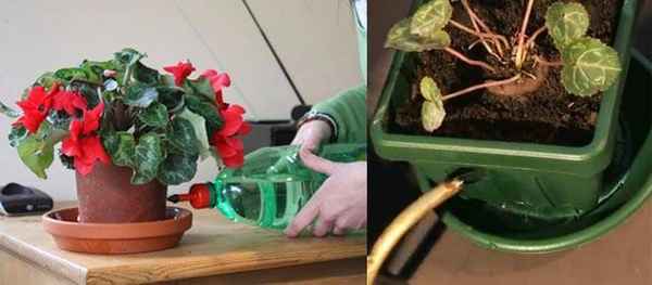 Особенности полива цикламена в домашних условиях