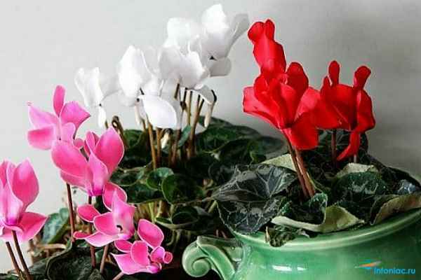 Цикламен не цветёт: причины и методы решения проблемы