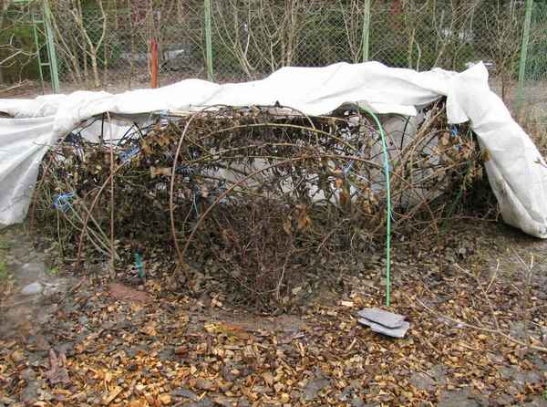 Не дайте розам замерзнуть! 2 быстрых способа укрытия роз на зиму