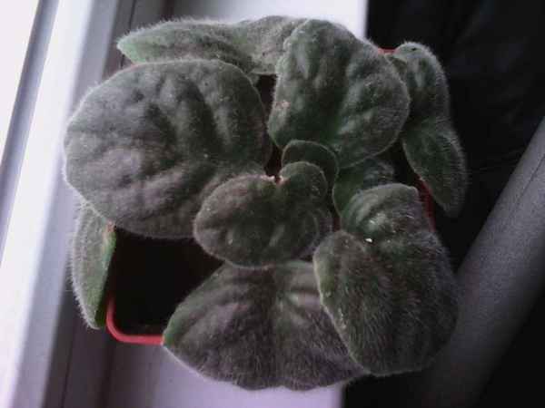 У фиалки вянут листья: причины и решение проблемы