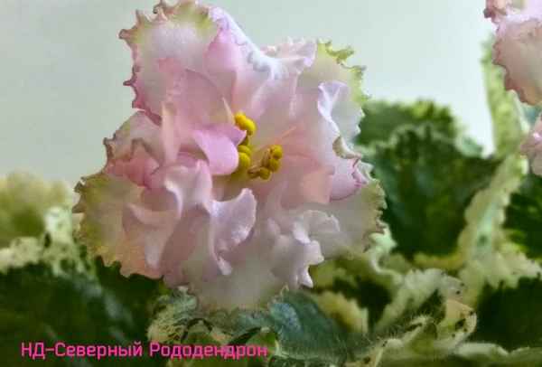 Описание и особенности ухода за фиалкой Северный Рододендрон