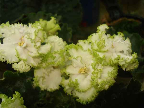 Фиалка Гриня: выращивание и уход в домашних условиях