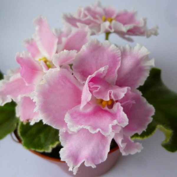 Фиалка Розовая Акварель: посадка и уход в домашних условиях