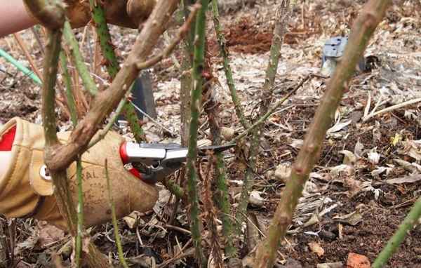 Розы перезимуют без потерь! Вот как нужно их обрезать, обработать и утеплить перед зимой