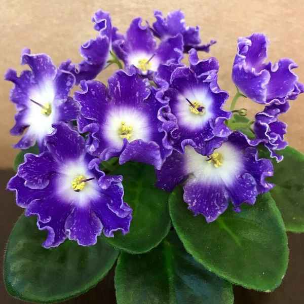 Фиалка DS-Сияющий Колокольчик: особенности ухода в домашних условиях
