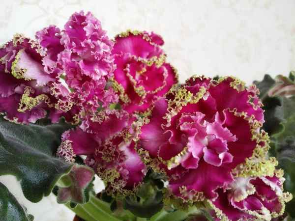 Фиалка Шанталь: уход и выращивание в домашних условиях